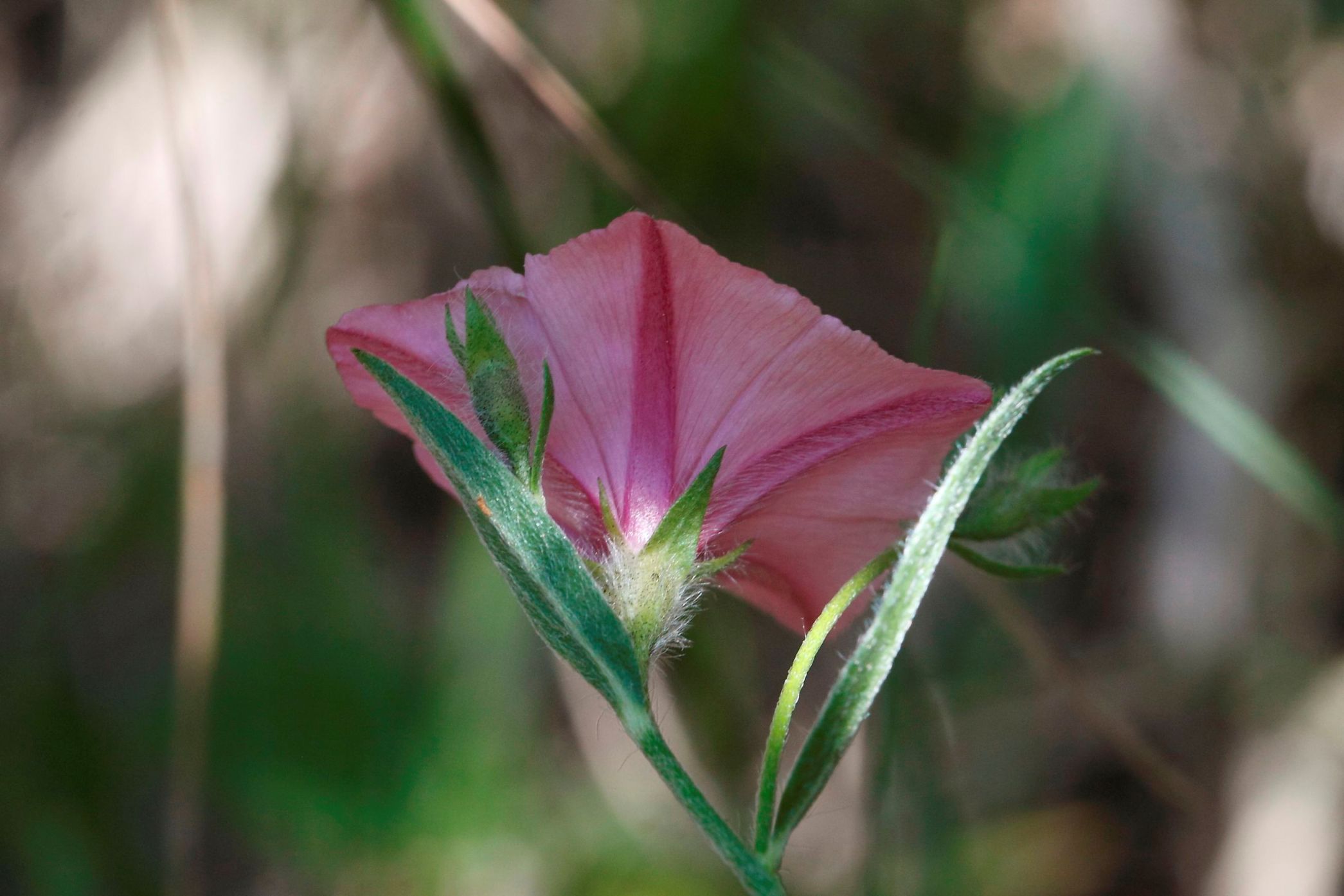 Convolvulus catabrica